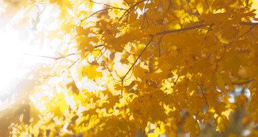 4x6SamFallCampus 1101413